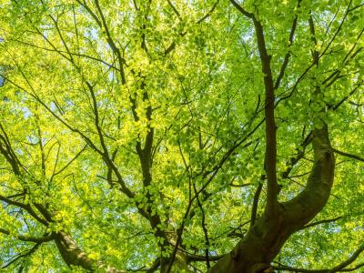 En bøg er sprunget ud